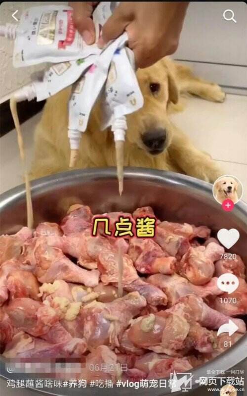 宠物博主让狗当大胃王-吃鸡帐号网